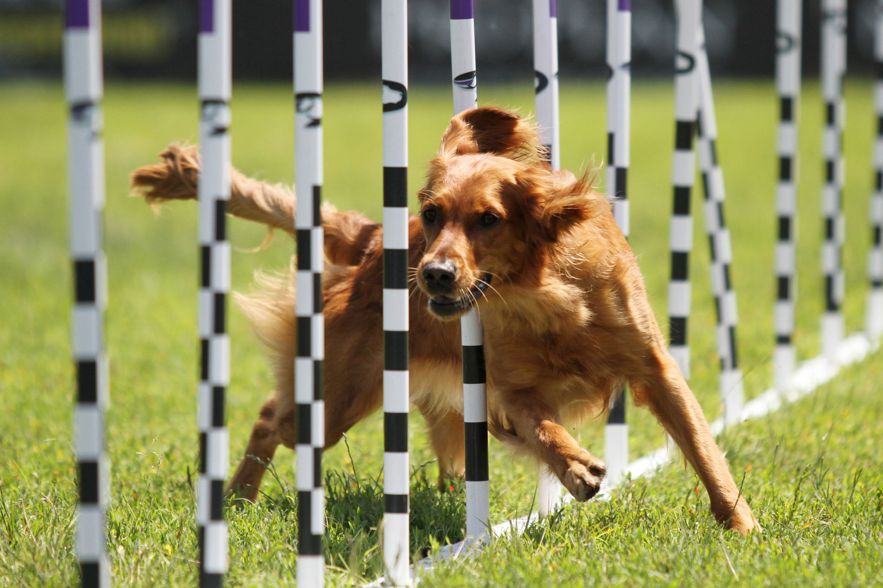Purina Pro Plan Incredible Dog Challenge